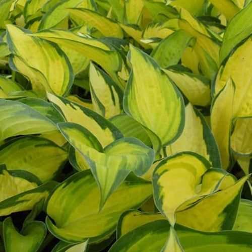 Hosta Orange Marmelade - Hosta hybride orange marmelade - Willemse