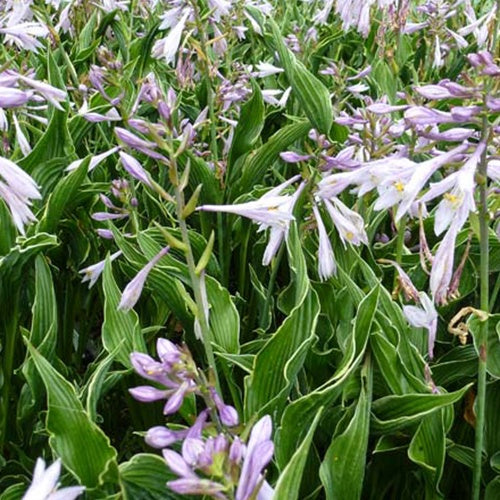 Hosta Praying Hands - Hosta hybride praying hands - Plantes