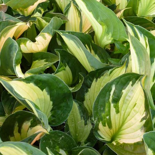 Hosta Whirlwind - Hosta whirlwind - Plantes