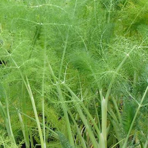 Fenouil commun - Foeniculum vulgare - Plants d'aromatiques