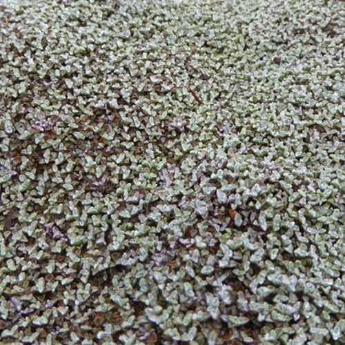 Mouton végétal - Raoulia - Raoulia australis - Willemse