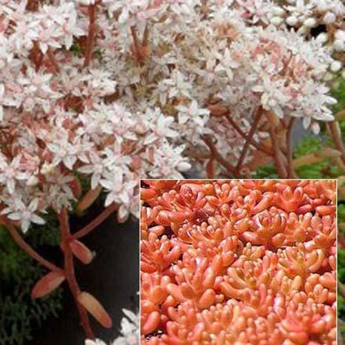3 Sedum Coral Carpet - Sedum album coral carpet - Plantes