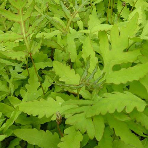 Onoclea - Fougère - Onoclea sensibilis - Plantes