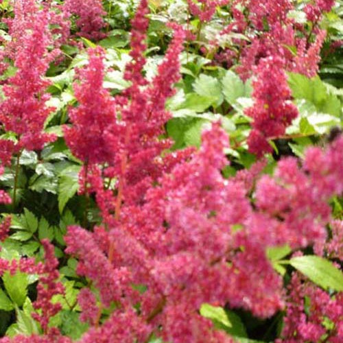 Astilbe d'Arends Fanal - Astilbe arendsii Fanal - Willemse