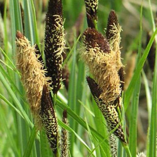 Laîche des marais - Carex acutiformis - Plantes