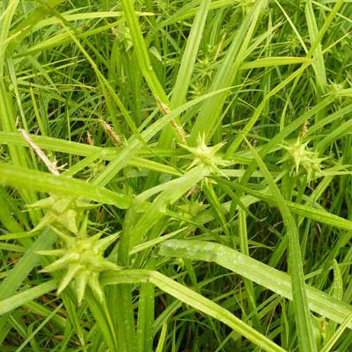 Laîche massue - Carex grayi - Plantes