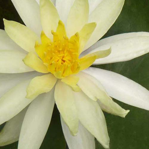 Nénuphar odorant Sulphurea - Nymphaea odorata Sulphurea - Plantes