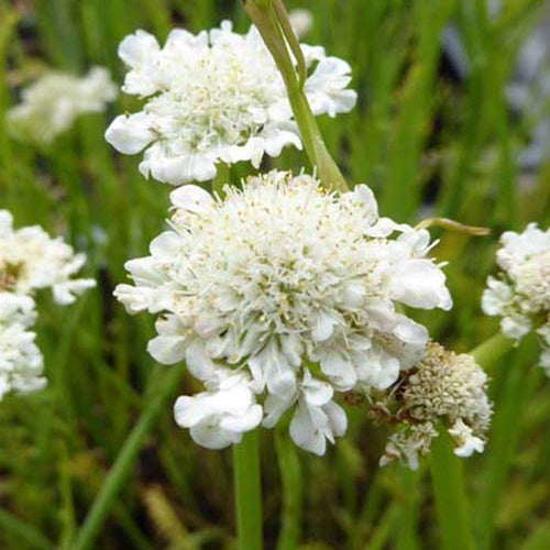 Oenanthe aquatique - Oenanthe aquatica - Plantes