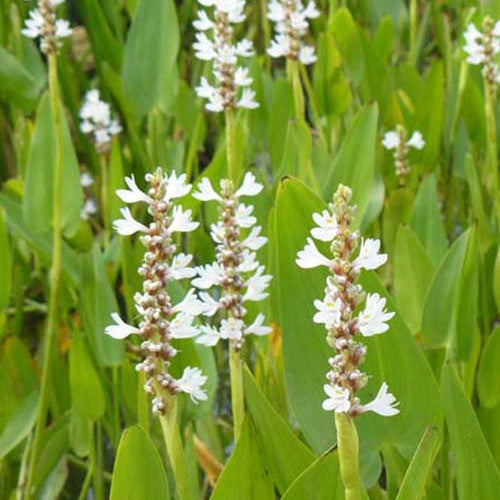 Pontédérie à feuilles en cœur White Pike - Pontederia cordata white pike - Plantes