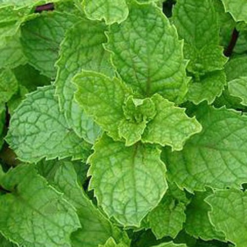 Menthe verte - Mentha spicata