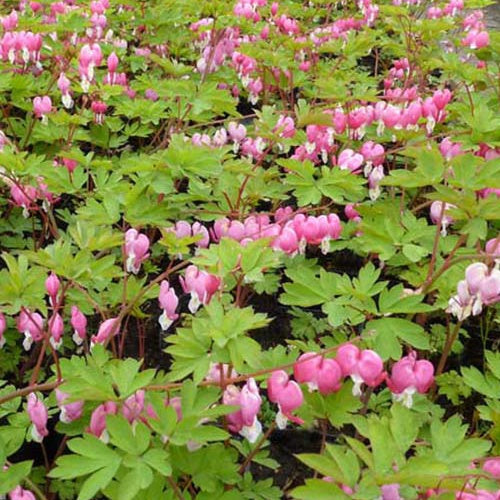 Coeur de Marie - Dicentra spectabilis