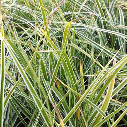 Laîche d'Oshima Everest - Carex Everest - Carex oshimensis fiwhite everest ( evercolor® seri - Plantes vivaces