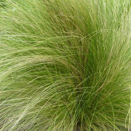Stipa tenuissima - Cheveux d'ange - Stipa tenuissima - Plantes