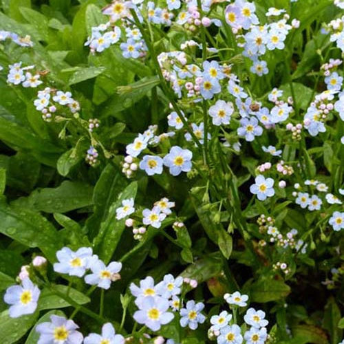 Myosotis des marais - Myosotis palustris