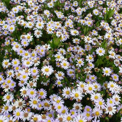 3 Astères nains d'automne Stardust - Aster ageratoides stardust