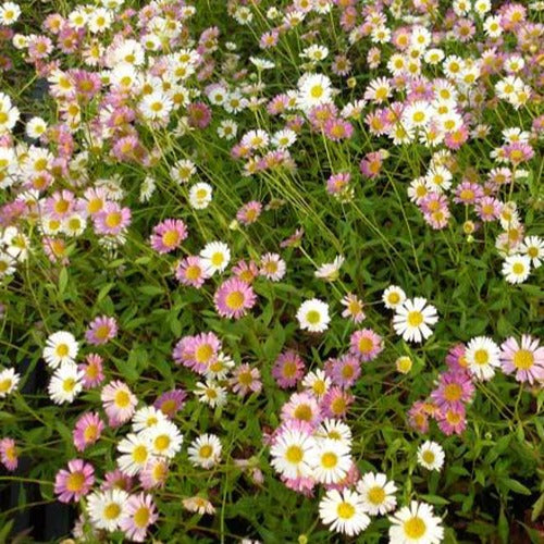 Vergerette - Erigeron karvinskianus - Erigeron karvinskianus - Plantes vivaces