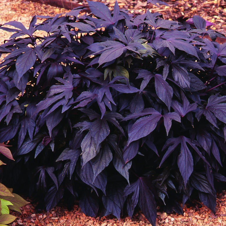 3 Ipomées Sweet Caroline Purple - Ipomoea batatas 'sweet caroline purple' - Plantes grimpantes