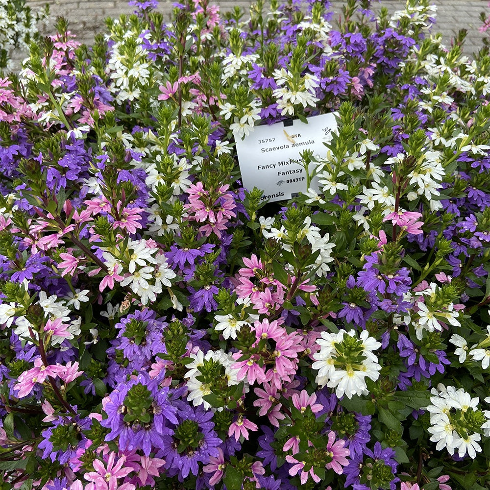 3 Scaevola rose, bleu, blanc en mélange - Scaevola aemula - Plantes