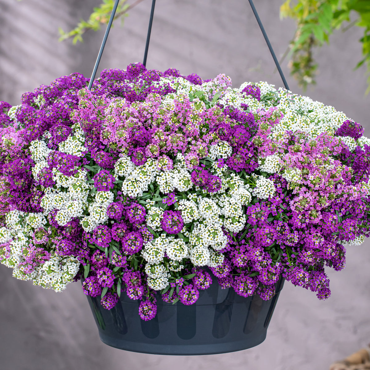 3 Alysses odorants retombants - Lobularia Easy Breezy Mix - Willemse