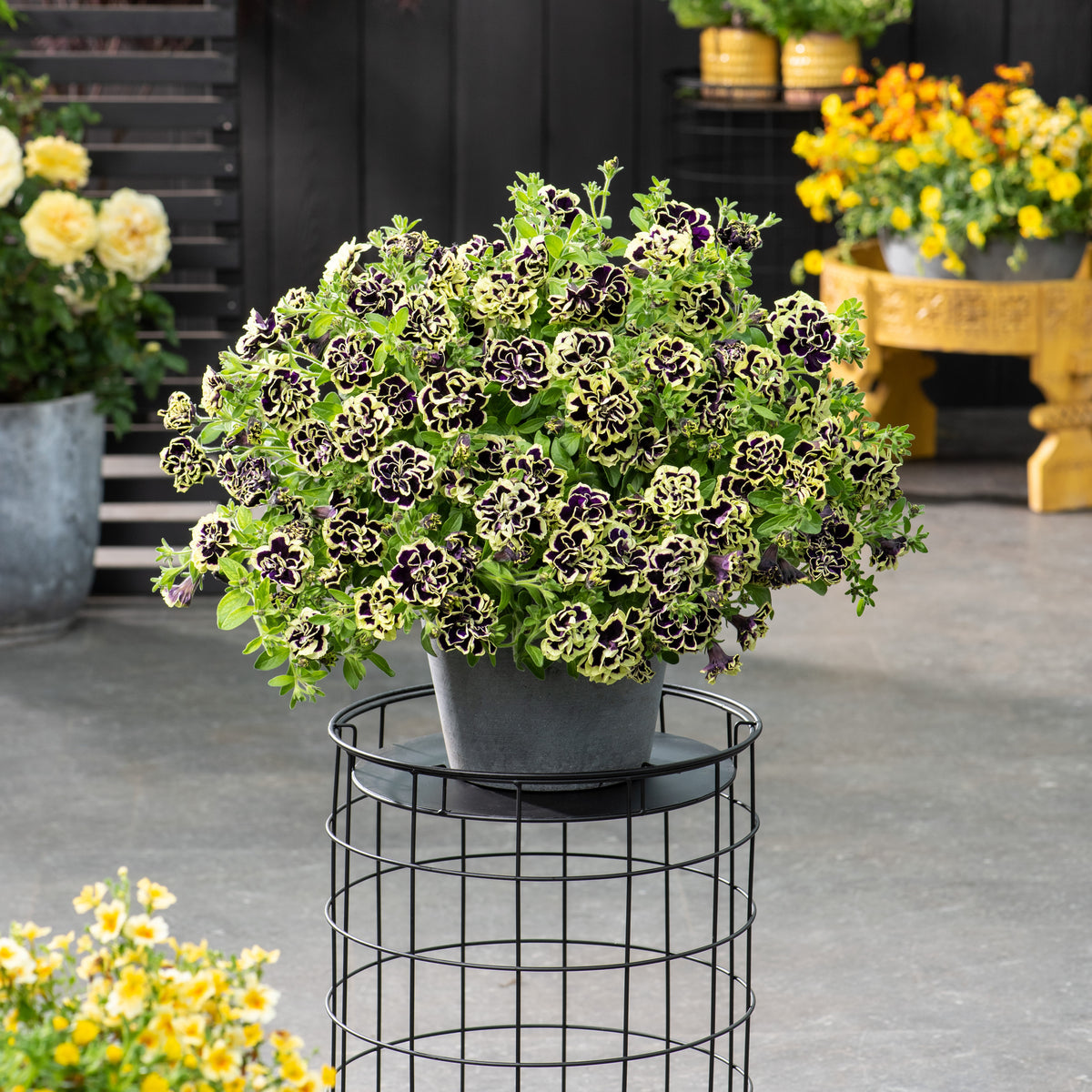 3 Pétunias fleur double noir/jaune - Petunia Midnight Gold - Willemse