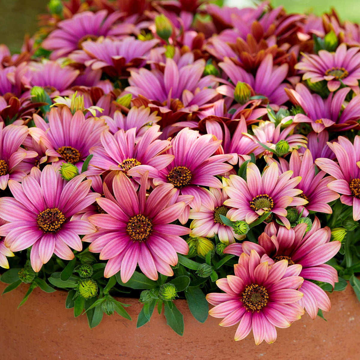 3 Marguerites du Cap bicolores (pourpre/blanc) - Osteospermum Havilah - Willemse