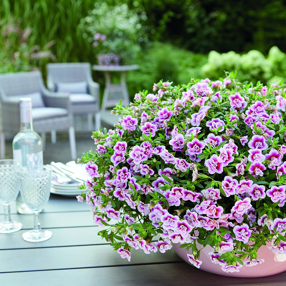 3 Calibrachoas PinkTastic - Calibrachoa hybride pinktastic - Willemse