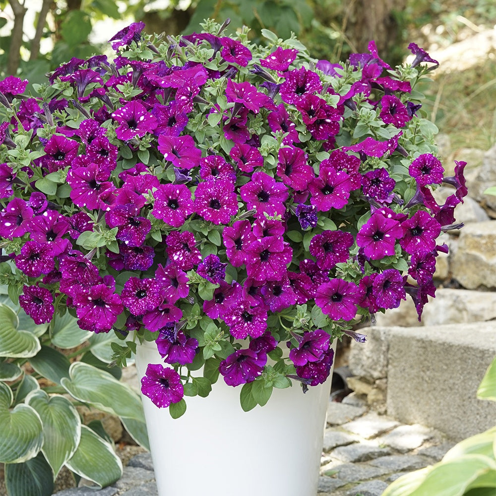 3 Pétunias Royal Sky - Petunia royal sky - Willemse