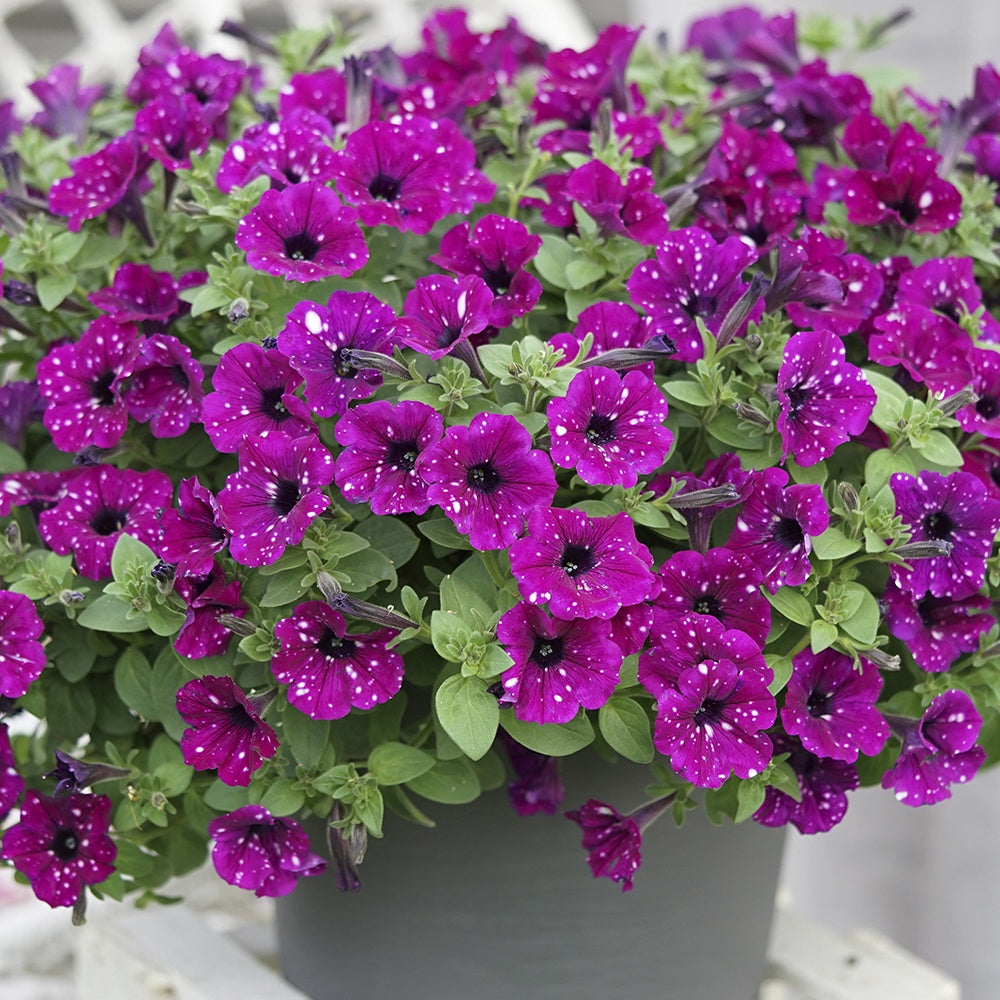 3 Pétunias Royal Sky - Petunia royal sky