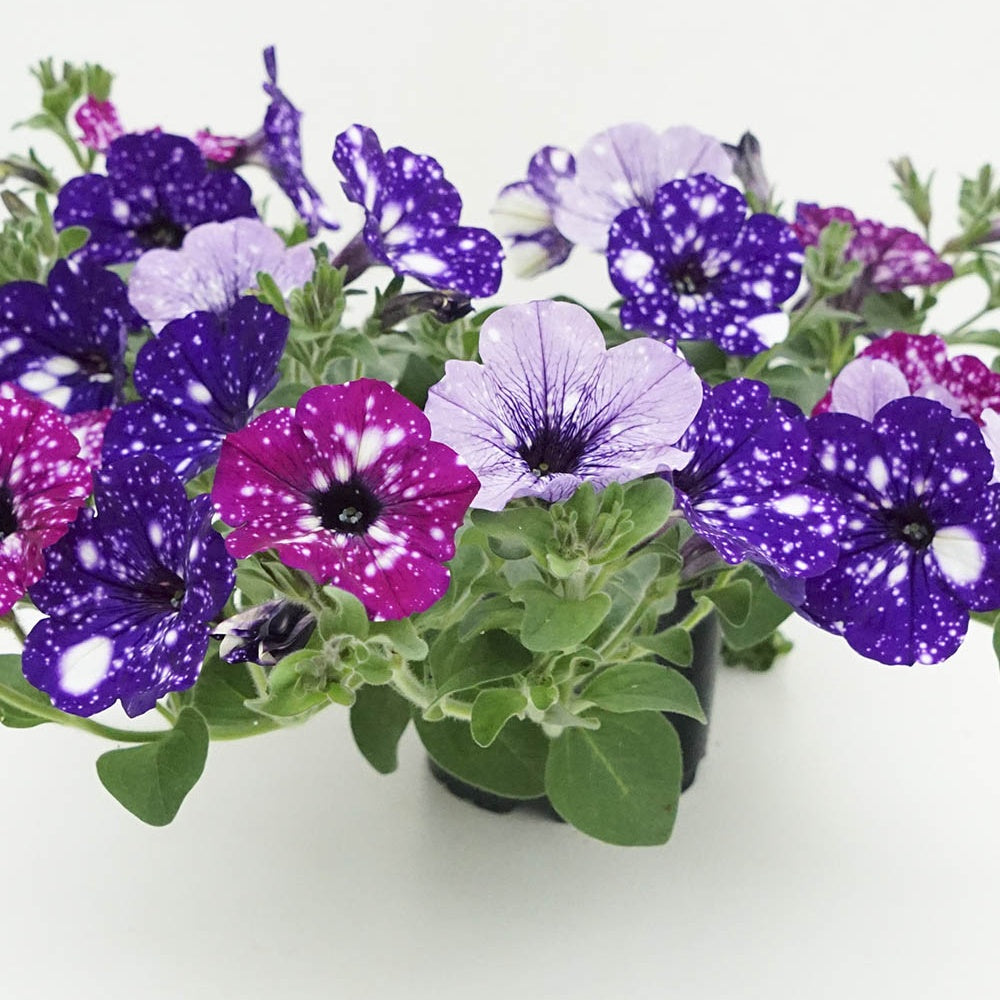 Collection de 6 Pétunias Night Sky et Lavender Sky - Collection 6 pétunias mouchetés (nightsky + lavender sky) - Willemse