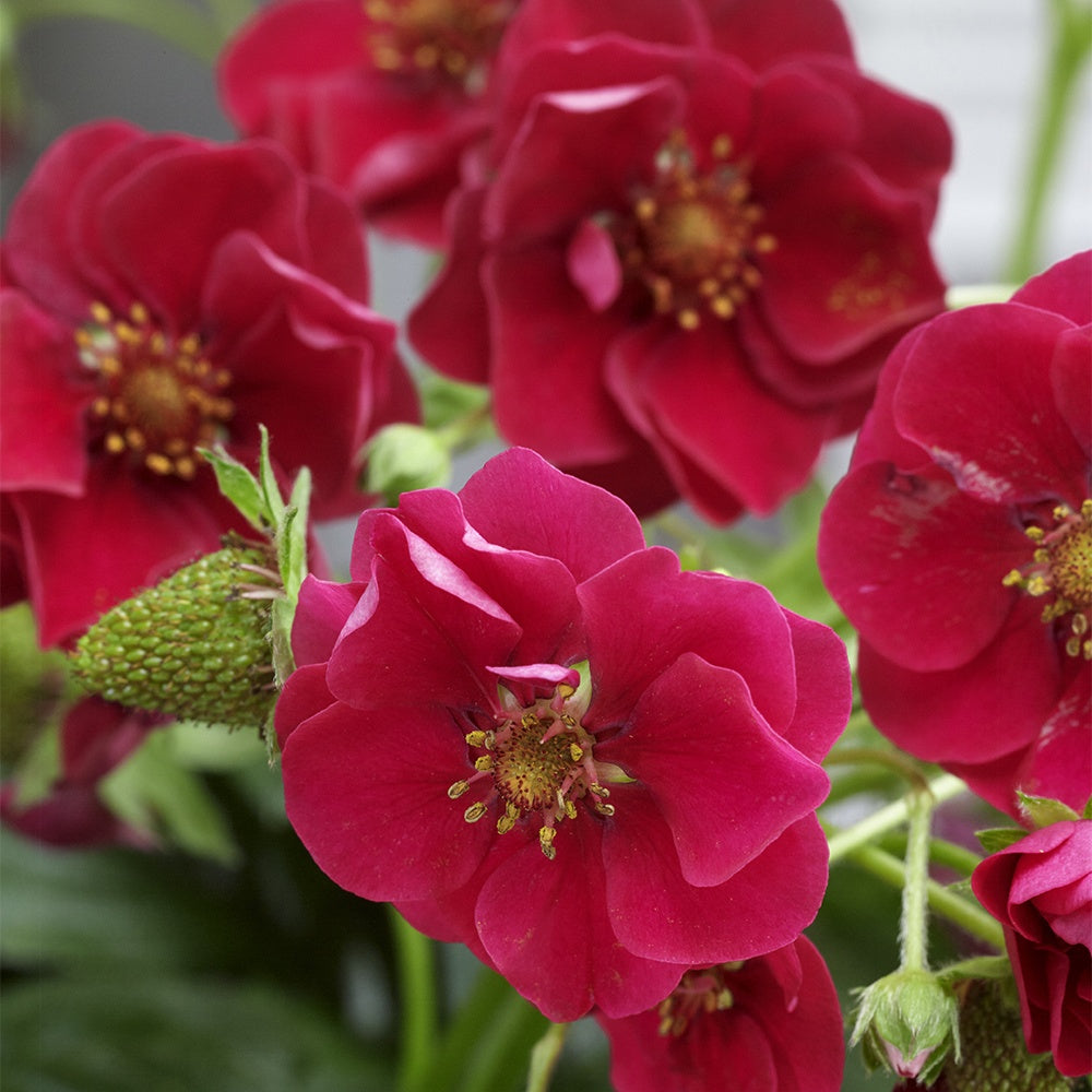 3 Fraisiers Summer Breeze - Fragaria summer breeze® rose - Willemse