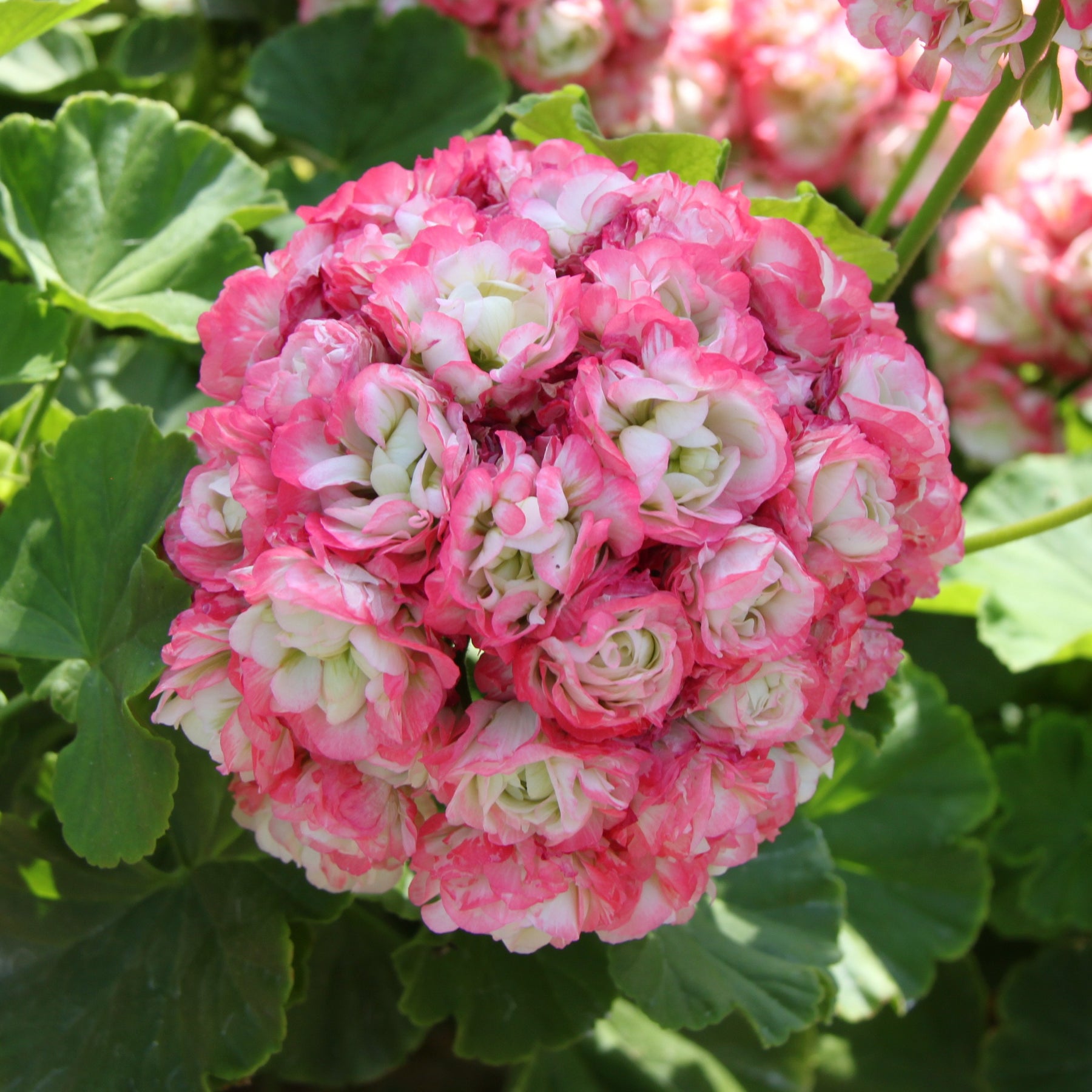 3 Géraniums zonales rouges Toscana ® - Pelargonium zonale apple blossom - Géranium de balcon