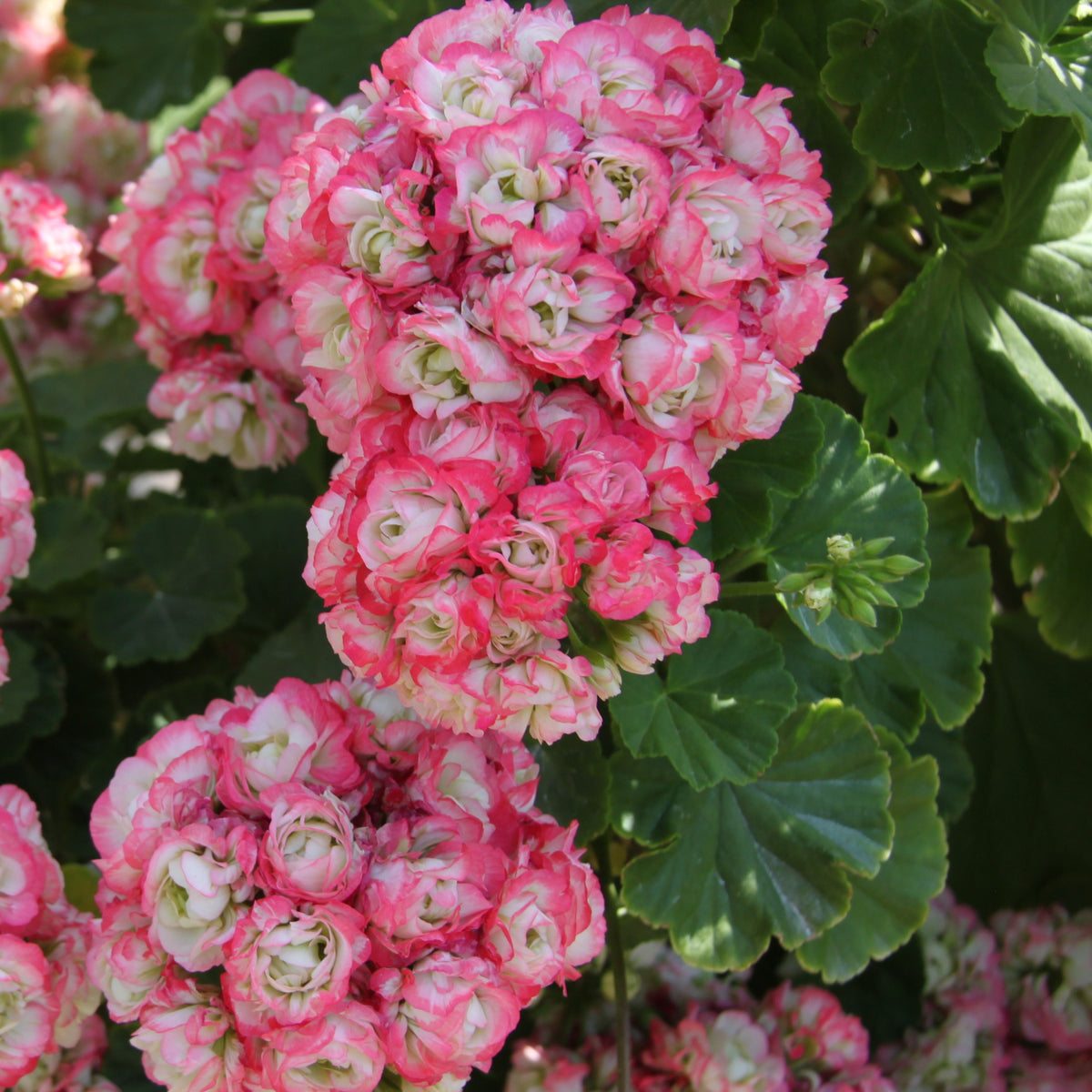 3 Géraniums rose abricot - Pelargonium zonale apple blossom - Willemse