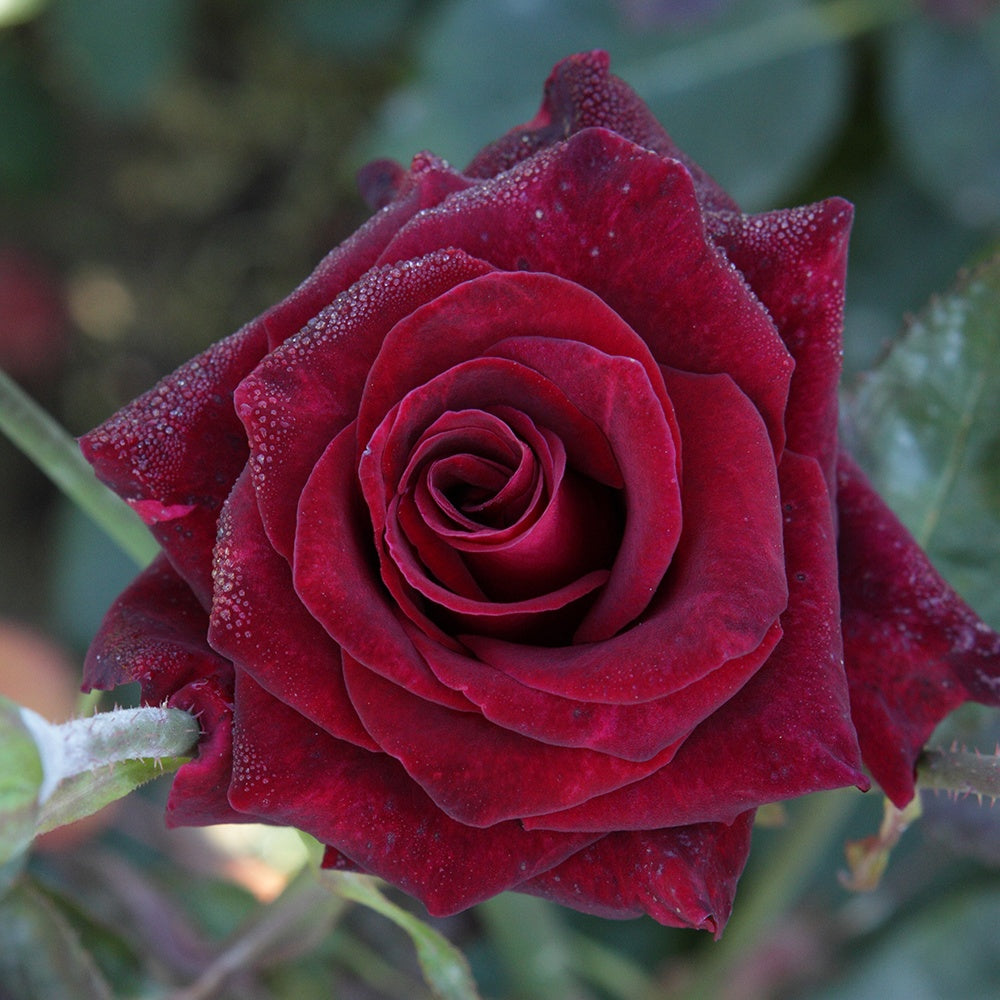 Rosier buisson Black Baccara ® Meidebenne - Rosa Black Baccara ® - Willemse