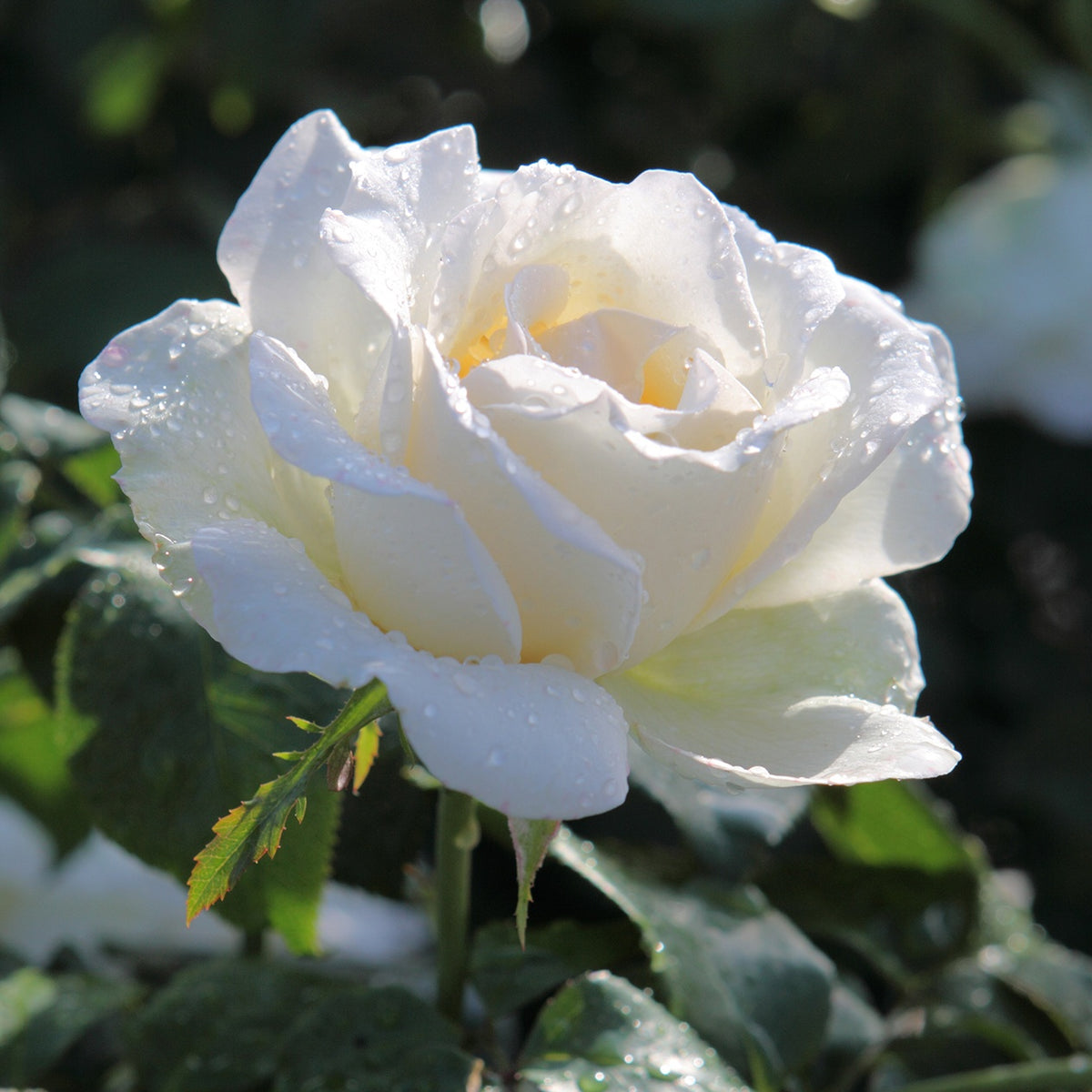 Rosier White Symphony - Rosa White Symphony - Willemse