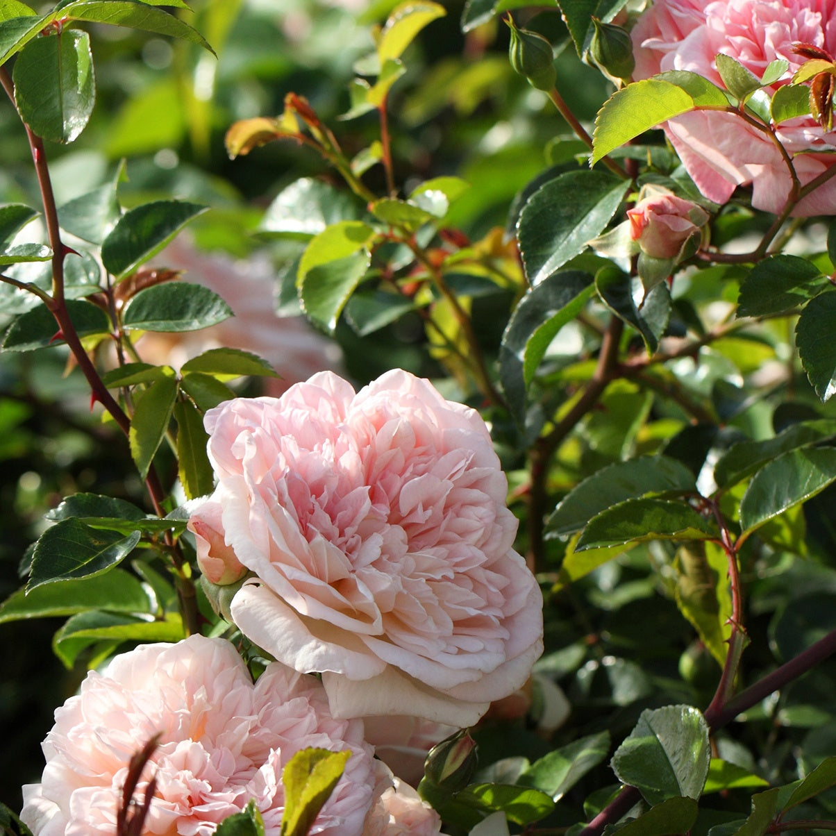 Rosier grimpant Gloire de Dijon - Rosa grimpant gloire de dijon - Plantes