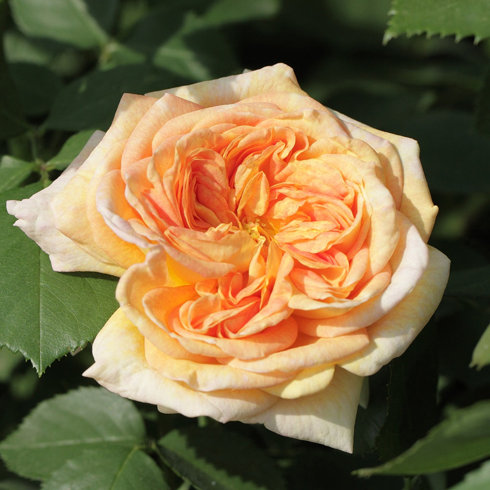 Rosier grimpant Alchymiste - Rosa alchymiste - Willemse