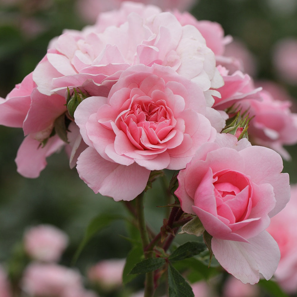 Rosier Bonica 82® - Rosa Bonica 82 ® - Willemse