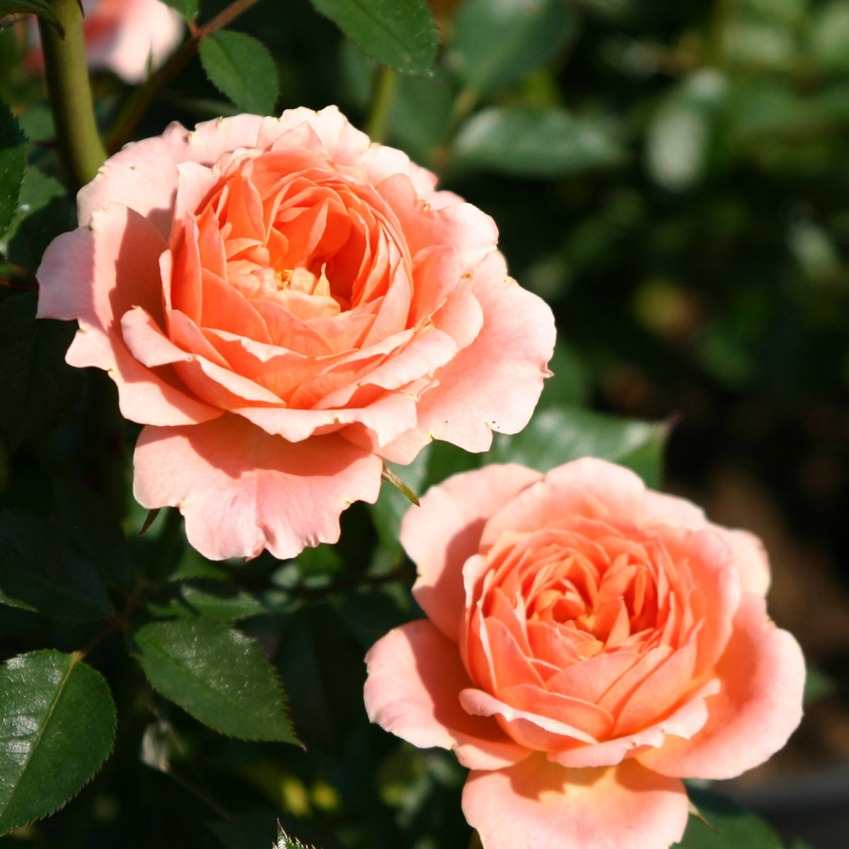Rosier  Sweet Dream ® - Rosa sweet dream ® - Plantes
