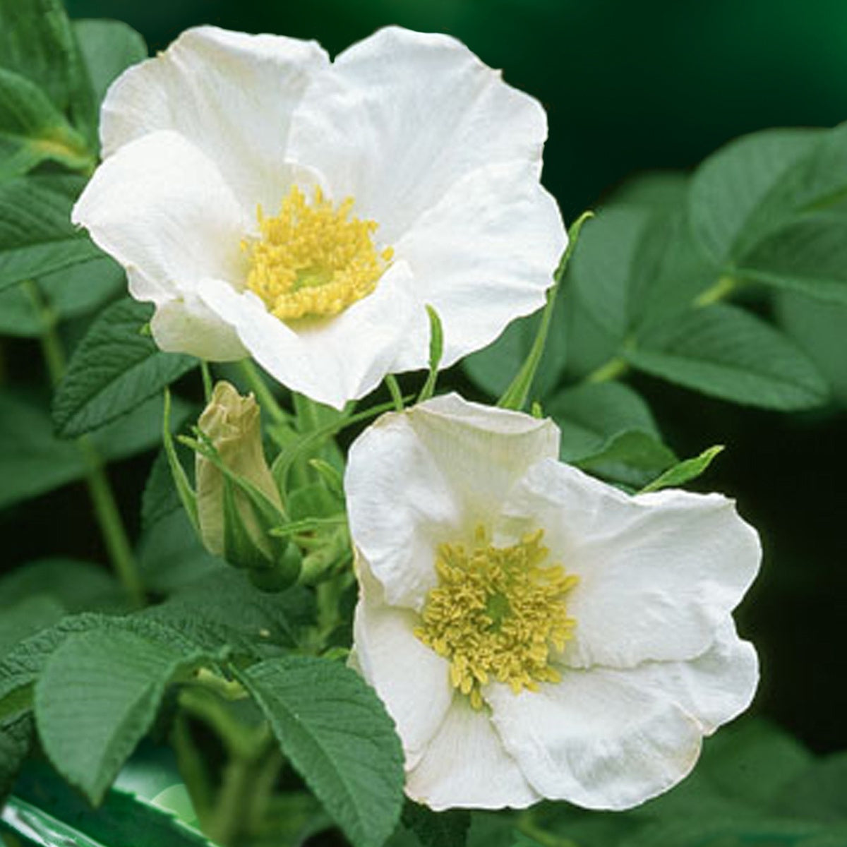 Rosier rugueux à fleurs blanches - Rosa rugosa alba - Willemse