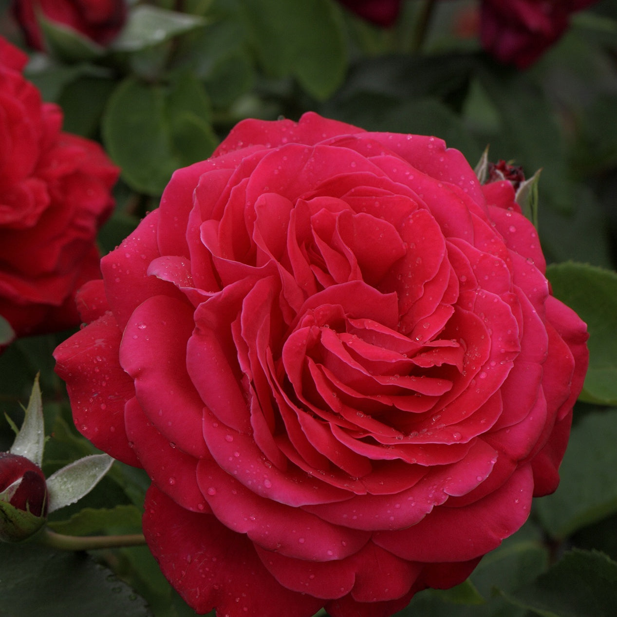 Rosier Dame de Cœur - Rosa dame de cœur, rosa queen of hearts, rosa herz-dame - Rosiers