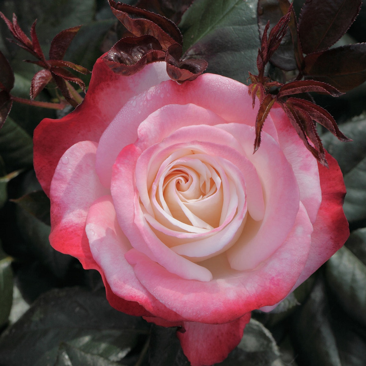 Rosier buisson Nostalgie ® - Rosa Nostalgie ® - Willemse