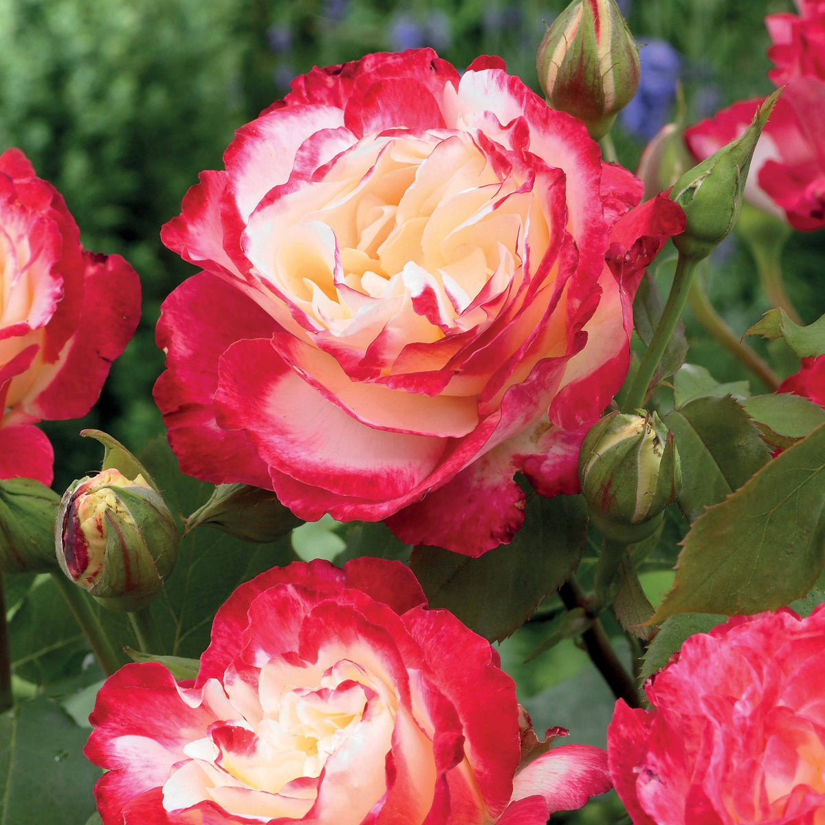 Rosier buisson Double Delight - Rosa Double Delight - Plantes