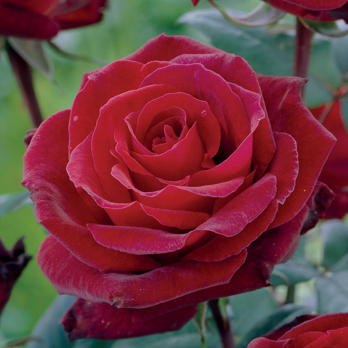 Collection de 3 Rosiers sans entretien - Rosa doris tysterman, nostalgie, barkarole - Willemse