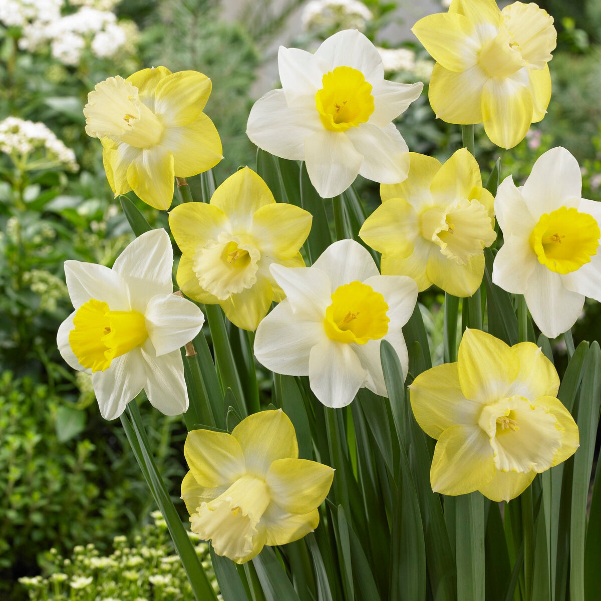 10 Narcisses à grande couronne Mainstreet - Narcissus 'mainstreet' - Plantes