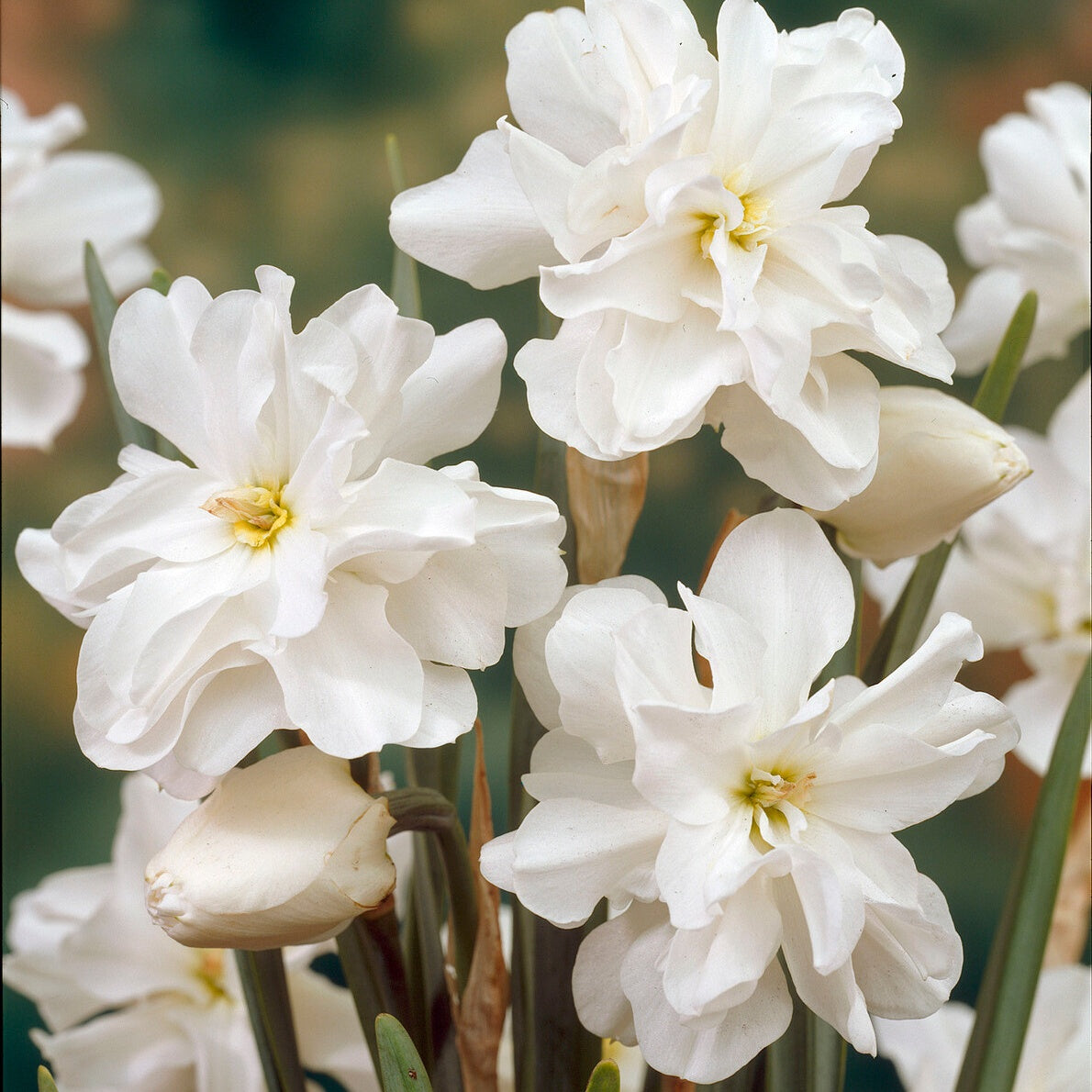 10 Narcisses Albus plenus - Narcissus 'albus plenus' - Plantes