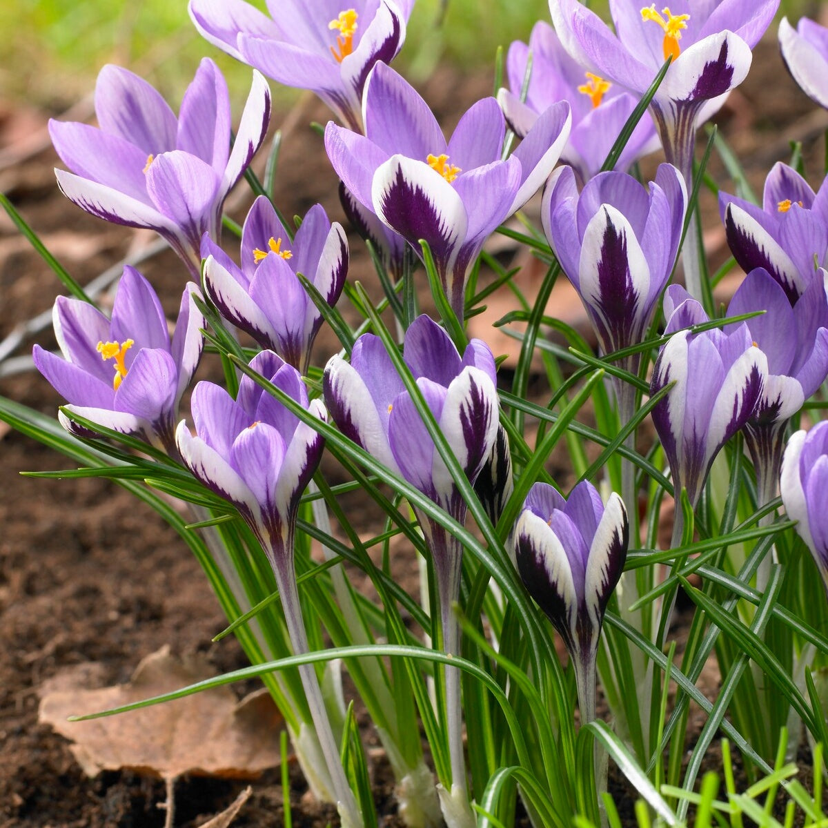 20 Crocus Spring Beauty - Crocus 'spring beauty' - Plantes