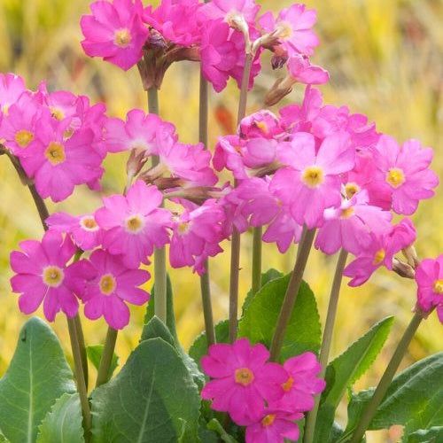 Primevère rose Grandiflora - Primula rosea grandiflora - Willemse