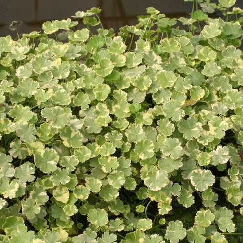 Écuelle d'eau panachée - Hydrocotyle sibthorpioides 'Variegata' - Plantes aquatiques