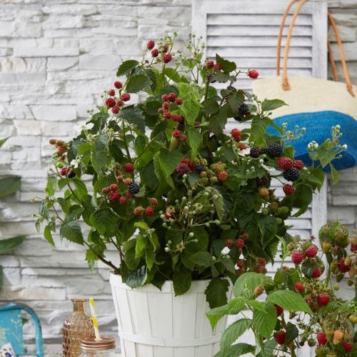 Mûrier Little Black Prince - Rubus fruticosus 'Little Black Prince' - Willemse