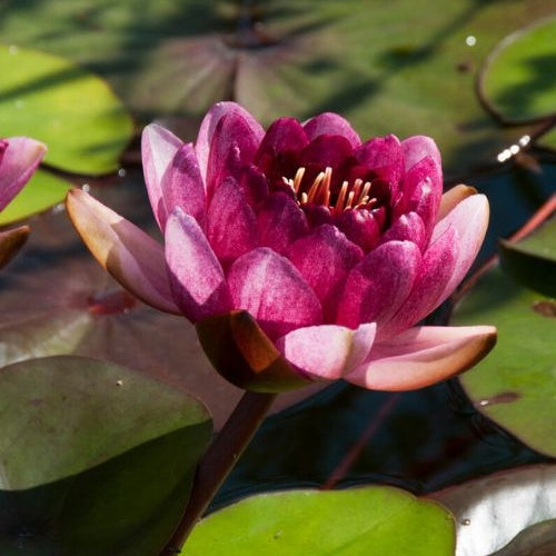 Nénuphar Perry's Almost Black - Nymphaea 'Perry's Almost Black' - Plantes aquatiques